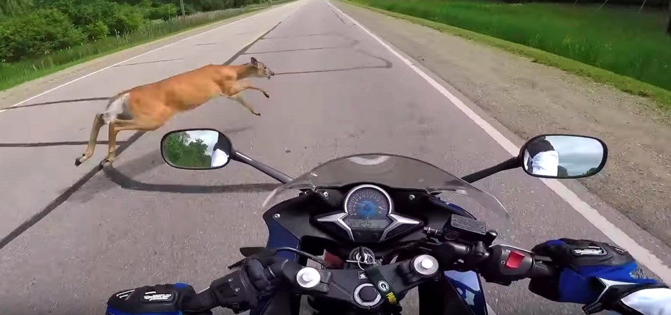 deer-motorcycle