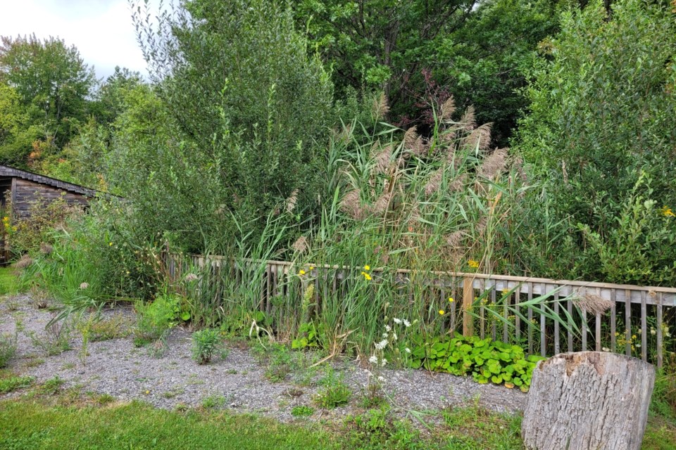 Invasive Phragmites at forest edge before control activities conducted.