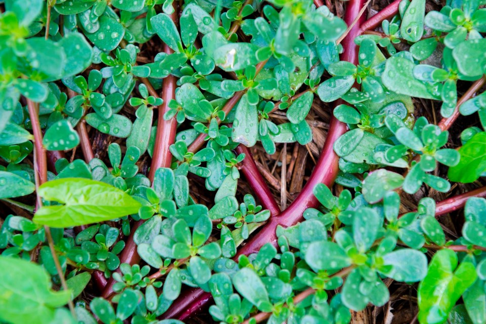 purslane