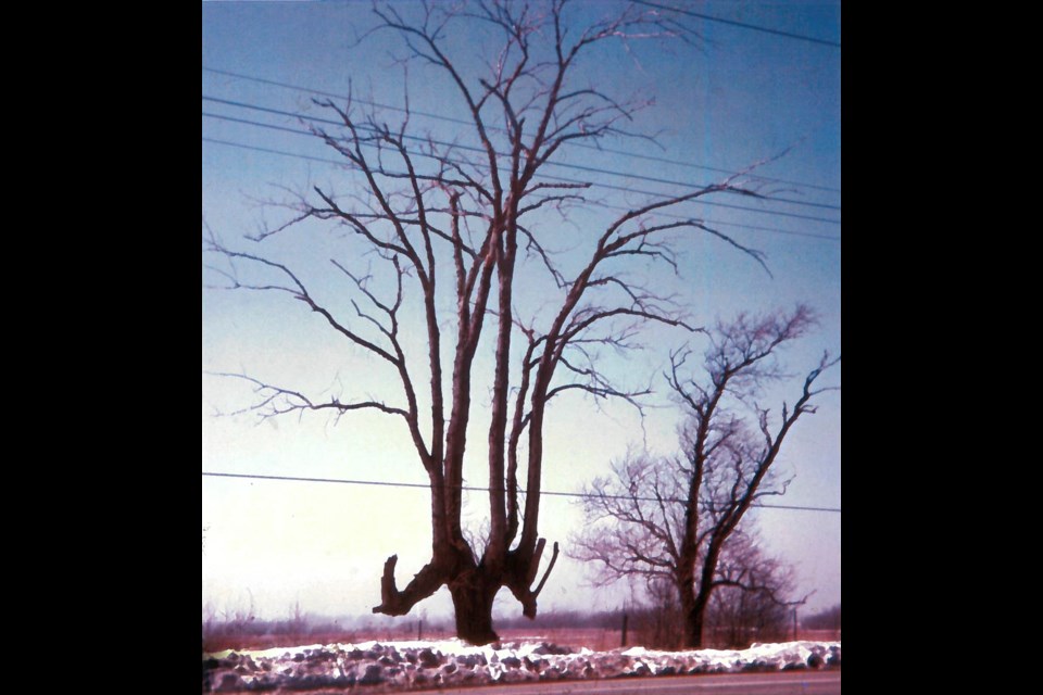 The native tree marker that once stood at the corner of Old Thorold Stone and Thorold Townline roads. Photo submitted by John Wilson