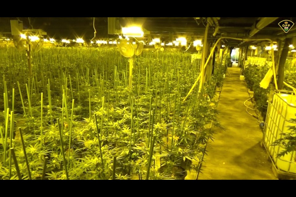$22 million in illegal cannabis was seized after search warrants were executed at two greenhouse locations in Vineland and St. Catharines