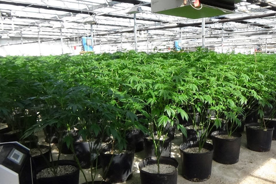 Over 11,800 cannabis plants worth nearly $12 million, along with around 77 kilograms of cannabis shake, were seized in the St. Catherines area on May 6 following a search warrant at a facility on Third Avenue in Louth-St. Catherine.