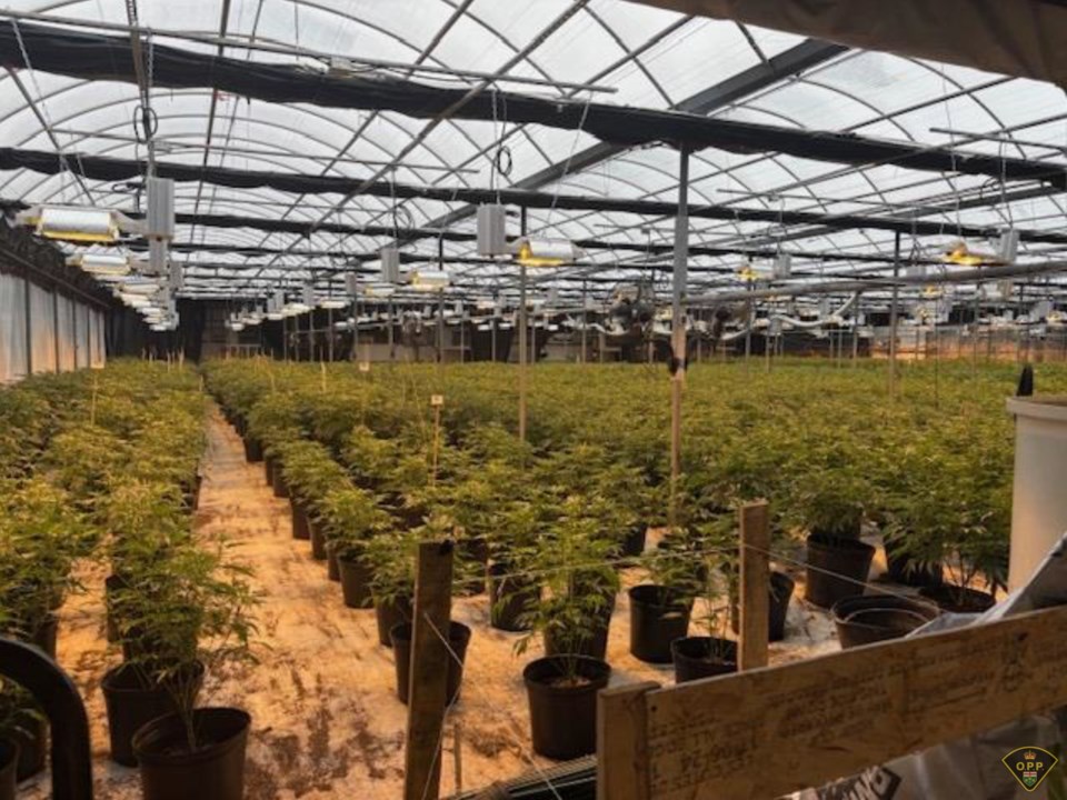 20250311-illegal-cannabis
