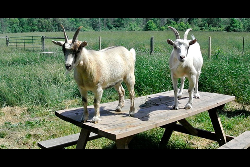 Goats welcome visitors to Ass Menagerie. Bob Liddycoat / Thorold News