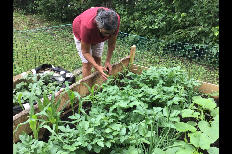Jackie Hookimaw-Witt has launched a pilot gardening project to help Attawapiskat community members with food sovereignty.