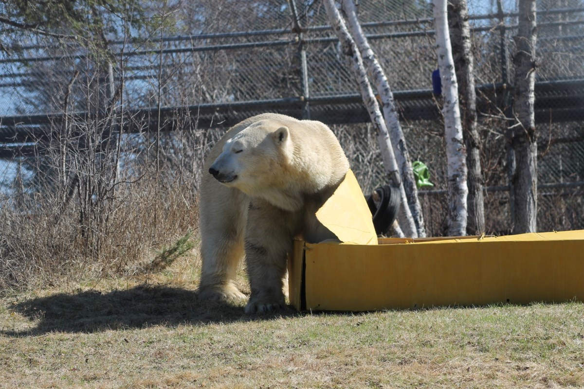 BEYOND LOCAL: Cochrane polar bear gets paws-itively perfect party