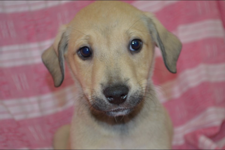 Azur is one of two eight-week-old puppies stolen from the Timmins and District Humane Society last night. Supplied photo