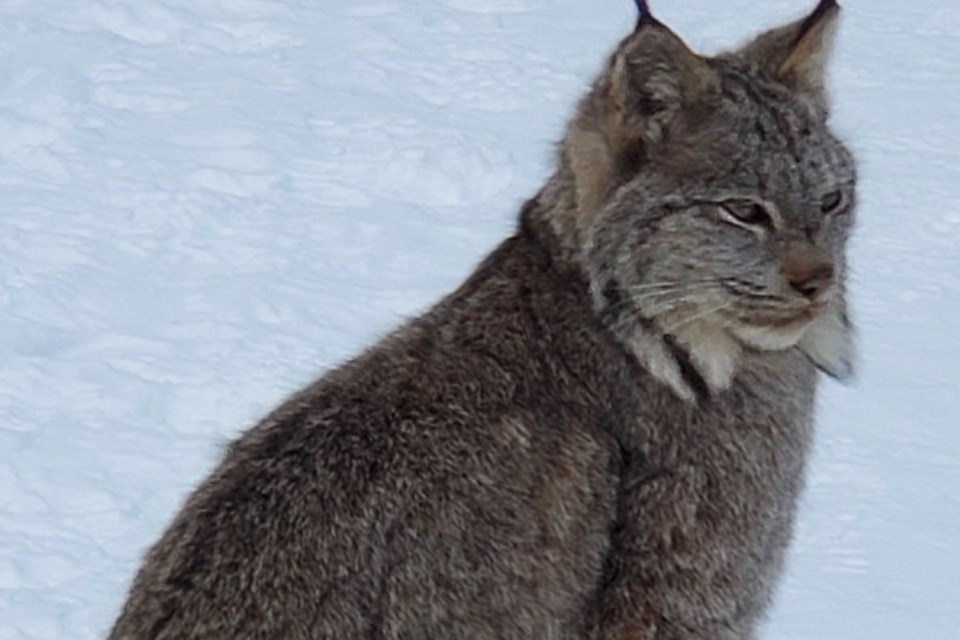 Pekka Tuohimaa took this photo of a lynx in Porcupine on one of his daily walks.
