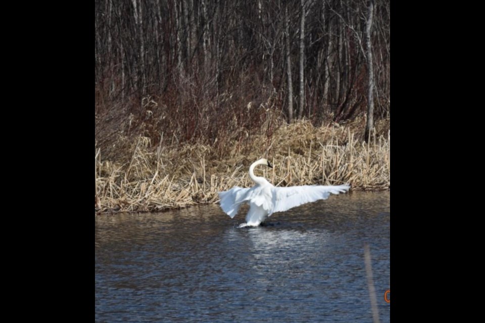 Swans at Shallow Lake in Porcupine on April 5, 2021.