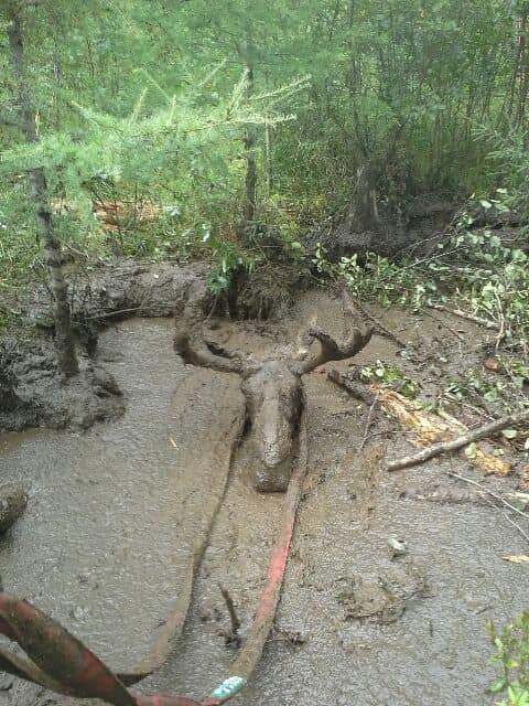 A moose stuck in a mud ditch out Highway 655 was saved by a group of prospectors.