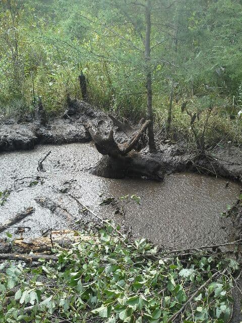 A moose stuck in a mud ditch out Highway 655 was saved by a group of prospectors.