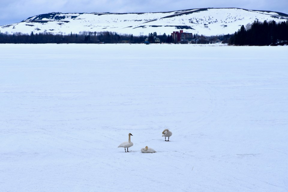 Three swans on the north shore of Porcupine Lake on April 13, 2022. 