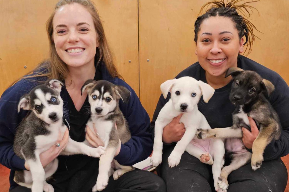 'Fantastic' response to animal clinic in Far North