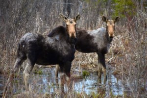 Bisset: Good year for aerial surveys, not so good for moose populations