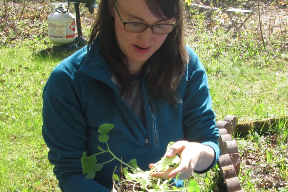  Jennifer Nobel, owner of Northbound Bloom, gets a closer look at a seedling she is growing. She hopes to encourage more local residents to grow their own food. Wayne Snider for Timmins Today