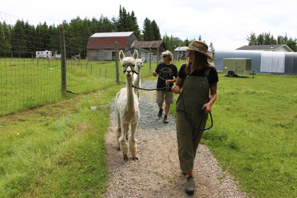 Dream Acres offers an Alpaca Walk at its property east of Timmins.