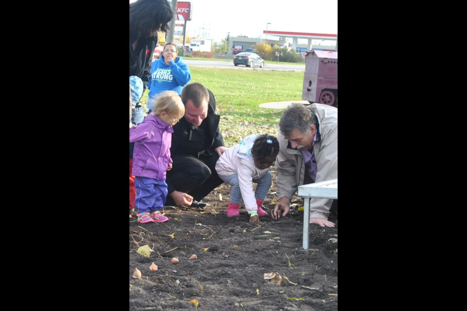 Mayor Steve Black (left) and Glen Thurston of the Timmins Park Department (right) help two preschoolers from the YMCA daycare plant tulip bulbs to get the city's Canada 150 celebration garden started. Photo: Frank Giorno, Timminstoday.com