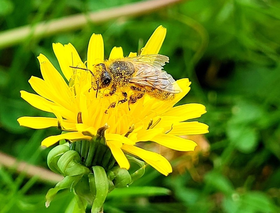 2021-08-18 - Bee City Winner Honeybee feeding on a dandelion