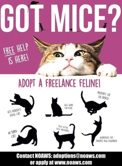 Adopt Me: Freelance felines looking for work - TimminsToday.com
