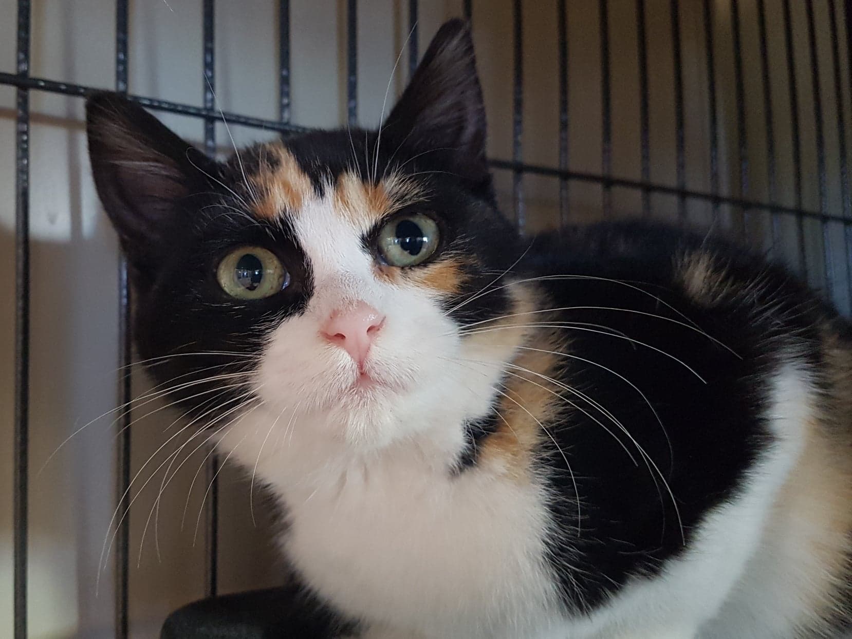 calico-kitten-adoption-los-angeles-cat-meme-stock-pictures-and-photos