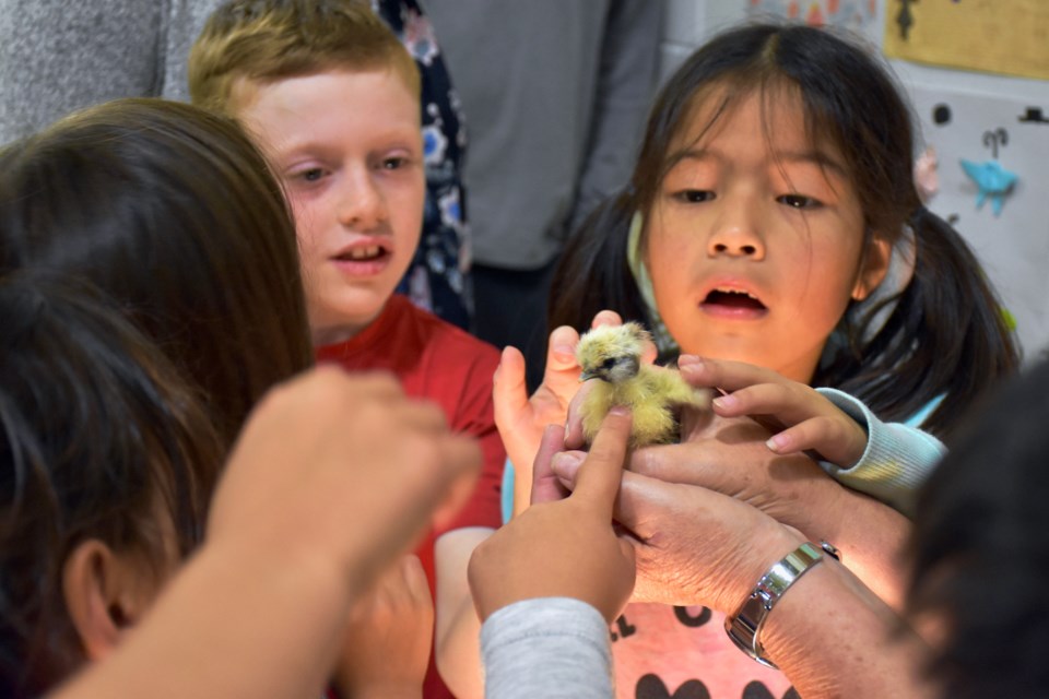 Grade 2 students at W. Earle Miller get up close with the chickens that were hatched in their classroom. Maija Hoggett/TimminsToday
