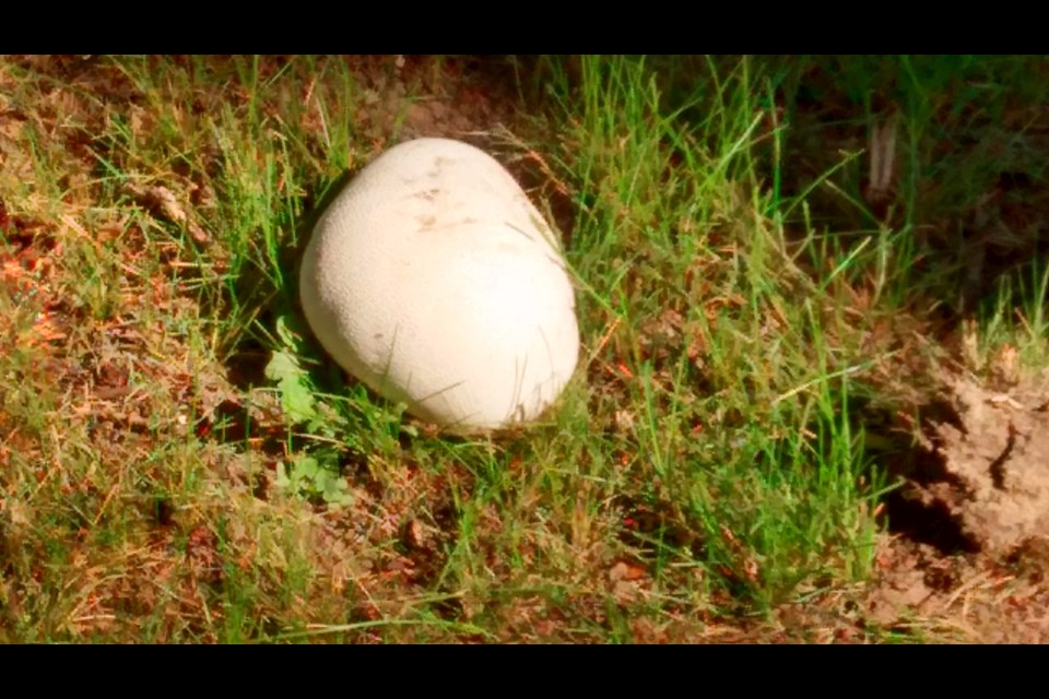 The giant puffball is about the size of a softball, some can grow as large as a soccer ball. As a rule of thumb a puffball with a white interior when cut in half is edible. A puffball with a dark green, brown or beige interior should not be consumed always check a reputable guide to mushrooms to identify mushrooms. Photo: Frank Giorno, Timminstoday.com