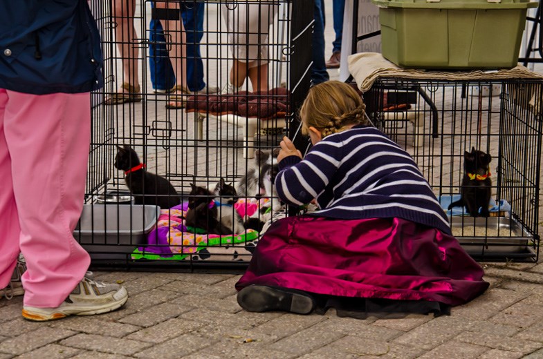 Litters of kittens from the Timmins District Humane Society get some special attention with Paws In The Park at the Downtown Timmins Urban Park