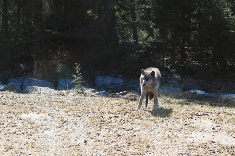 Sable is the oldest wolf in the pack. There are currently 11 wolves at Cedar Meadows, six males and five females.