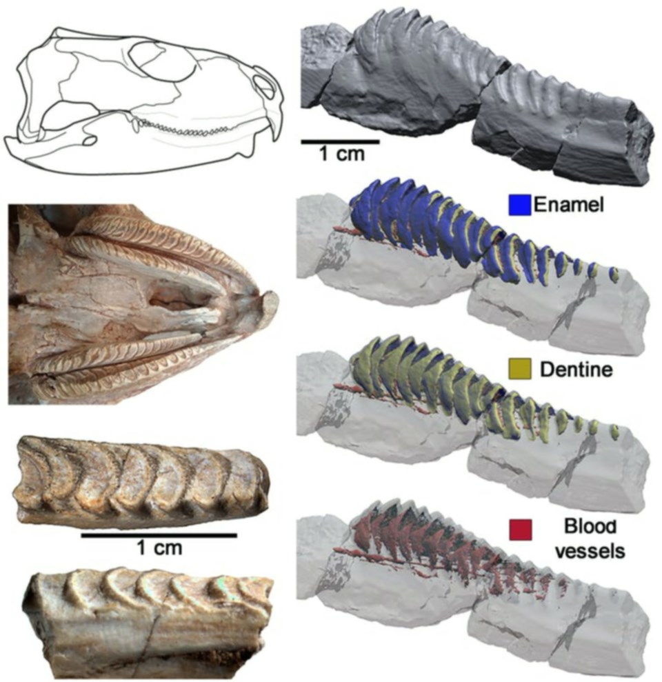 prisophenodon-teeth-may-21-2021