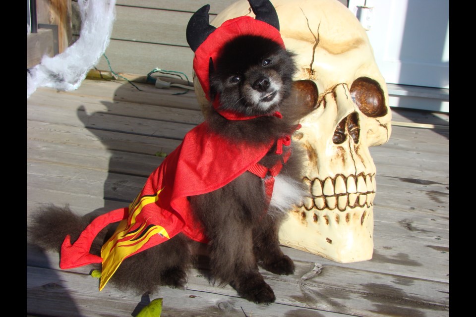 Prancer is a 10-year-old pomeranian who enjoys greeting children for Halloween. As a St. John's Therapy Dog, its humans Marie and Paul St-Jean say Prancer is always ready to make people smile.Dressed up as a

Devil, Prance says; “Don’t be afraid of the skeleton head, I’m here to protect you and will share my treats with you.”