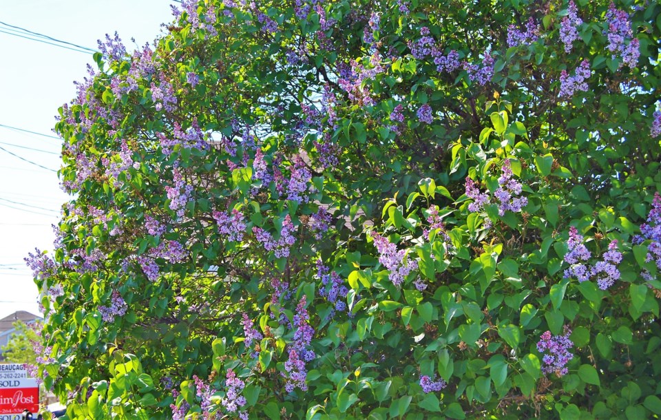 USED 17_0611_Blossoms_Lilacs