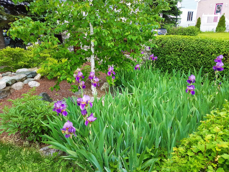 USED 17_0623_Morning_purple iris