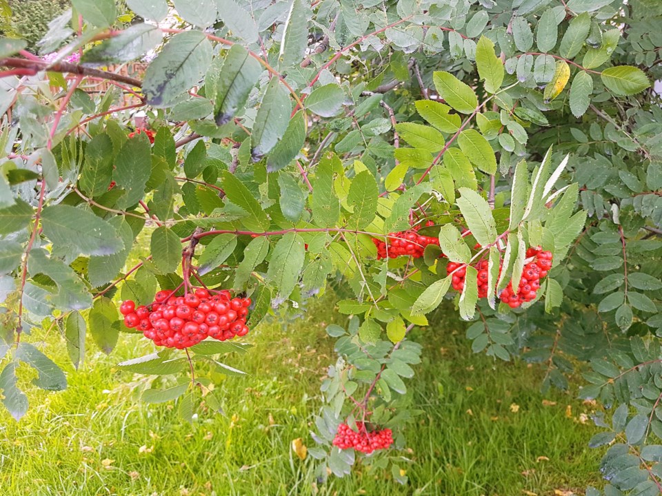 USED17_0904_Gillies Lake_Mountain Ash Berries