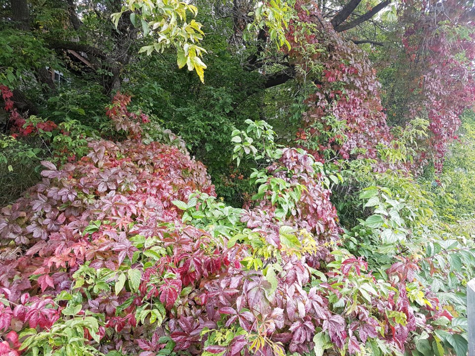 USED17_0904_Gillies Lake_Red Leaves