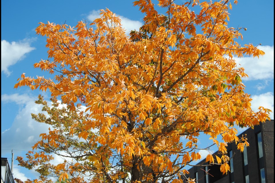 The hickory tree by Altered Reality on Third Avenue is altering its colour. Once green, it is a bright orange now and its hickory nuts are rolling on the sidewalk. Frank Giorno for TimminsToday