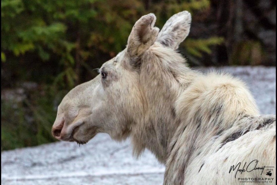 A white moose was shot and killed near Foleyet the week of Oct. 26, 2020. Marc Clement Photography photo