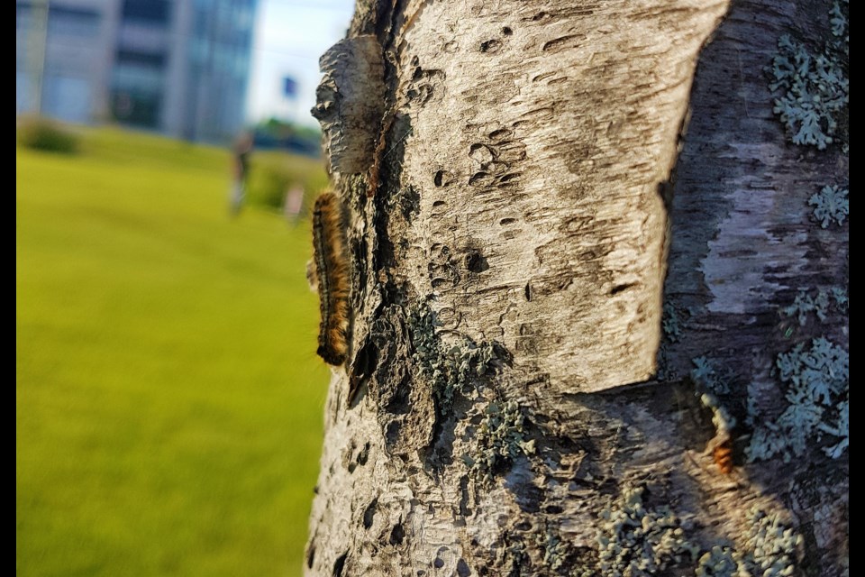 They're Baaaaacccckkkk! According to forestry expert the population of forest tent caterpillars you have been seeing round Timmins explodes every 7 to 10 years. They have been here before and they will return again. Nothing to worry about. Frank Giorno for TimminsToday.