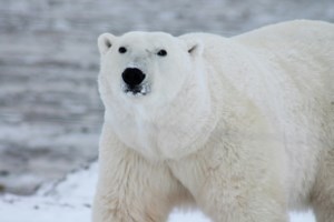 Betty White's stealing the show in Hudson Bay polar bear study