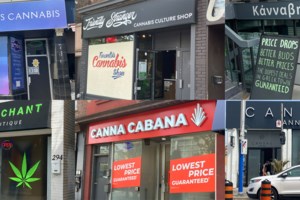 POLL: Most readers expect a purge of cannabis stores