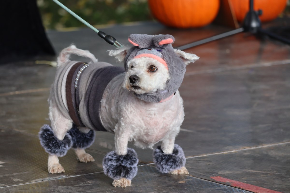 How to comfort your antsy dog amid booming New Year’s fireworks