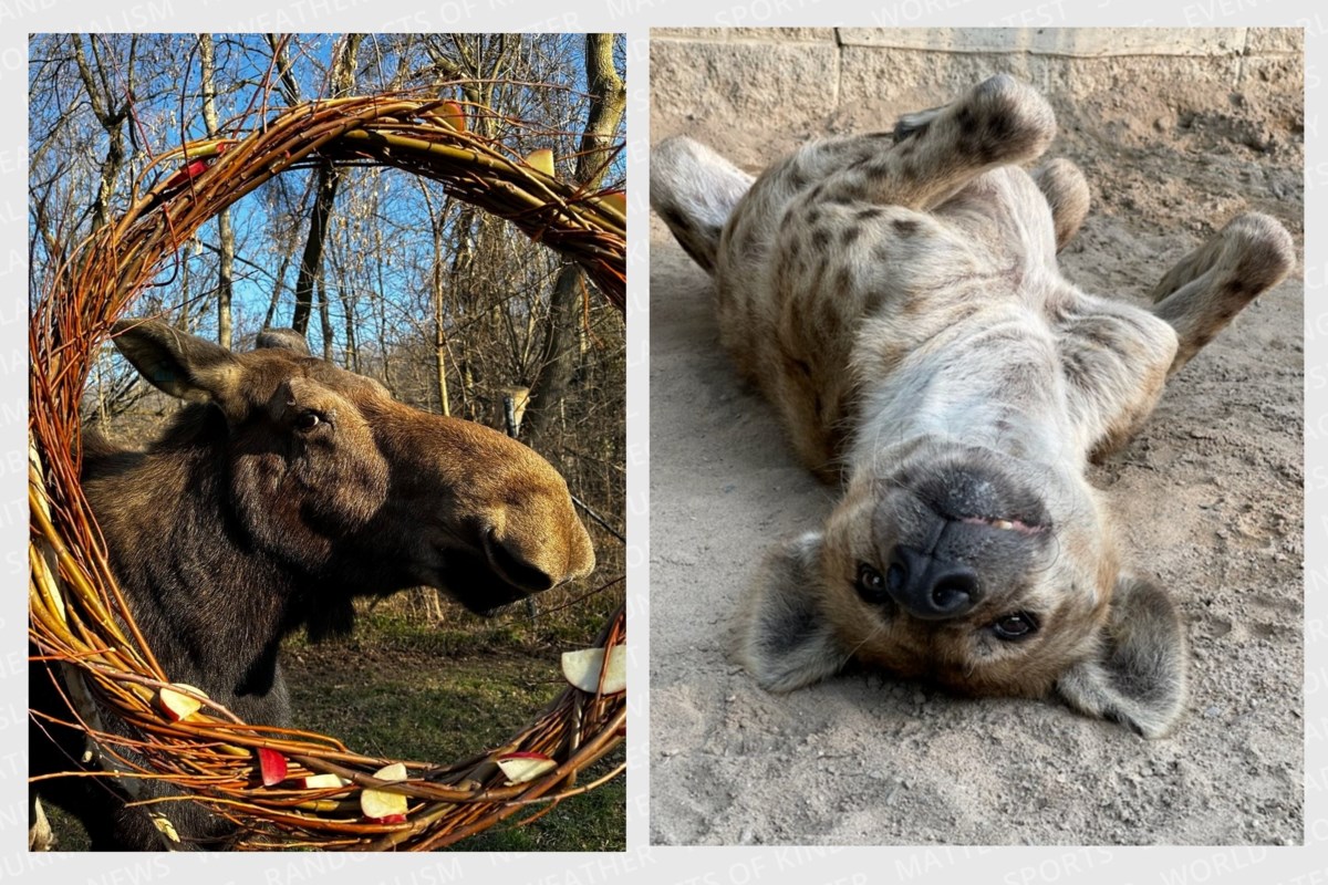 Toronto Zoo mourns loss as two geriatric animals suffer failing health