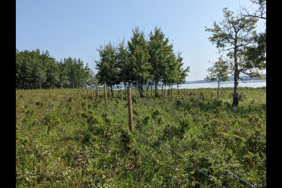 This is an ALUS riparian fencing project. It’s a fencing project that excludes cattle from a lake in the County of Barrhead. This project was put in in 2023. Photo supplied.