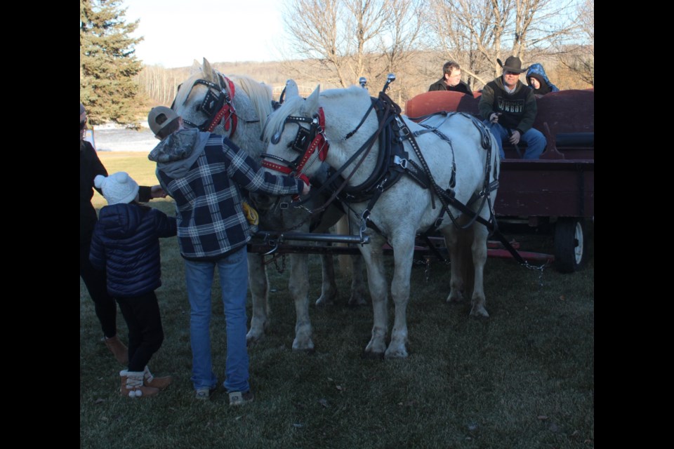Kyle Miller and his horses were the biggest hit of the day, with families lining up to take a wagon ride along Athabasca's riverfront.
