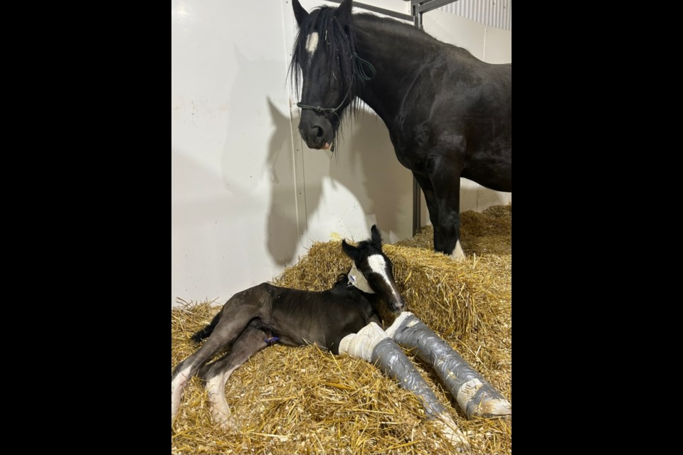 Bambi, the foal that fought for its life with incentive care from the Bombays of the the Barrhead area. Photo supplied.