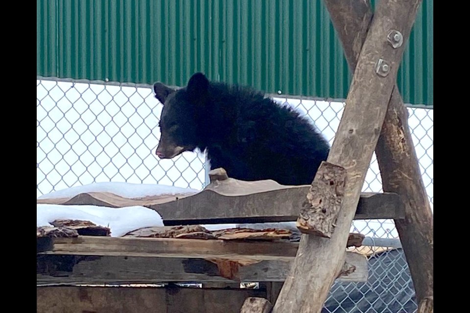 An orphaned black bear cub captured in Westlock Oct. 31, is recovering well at the Alberta Institute for Wildlife Conservation, north of Calgary since his arrival there on Nov. 2 