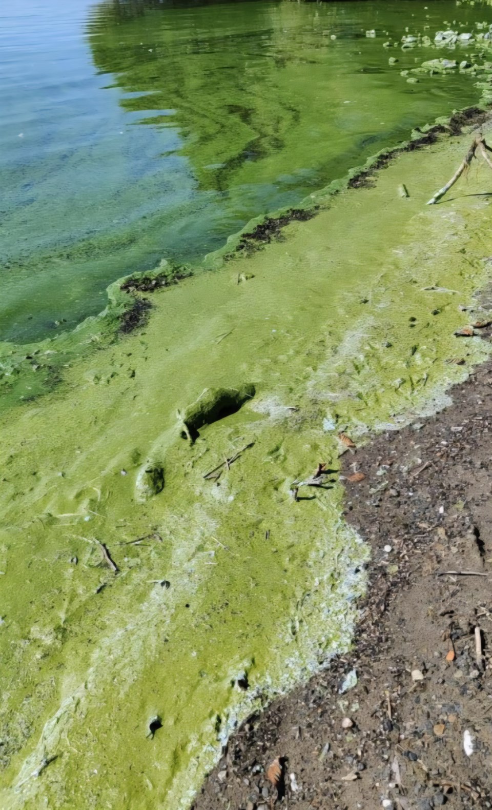 blue-green-algae