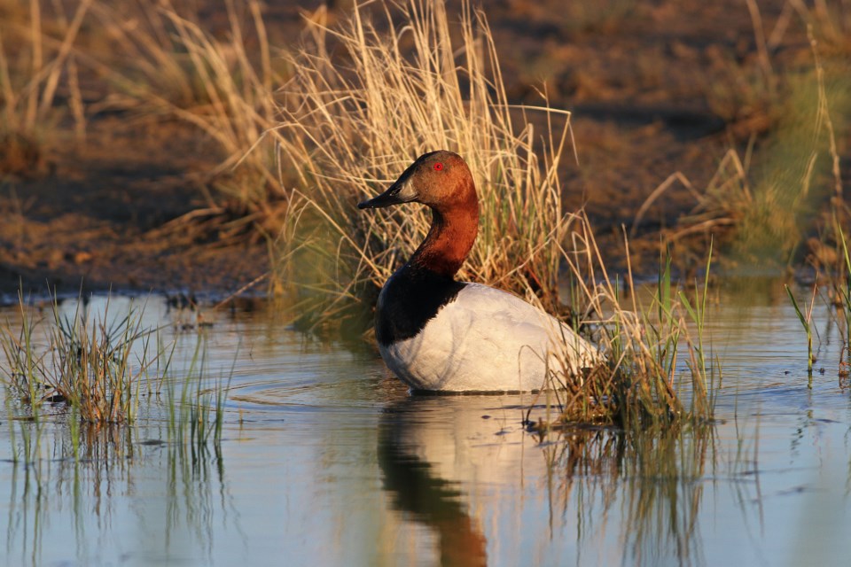 canvasback