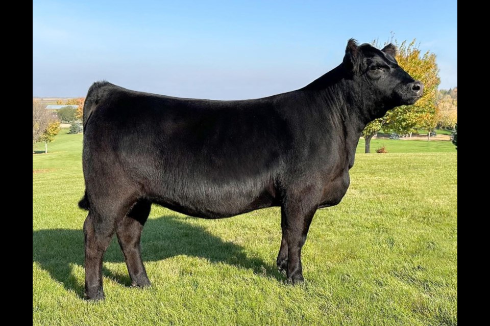 Geis Angus Farm, Geis M'Brook Lass 20L, a high-performing female belonging to the Geis herd.  