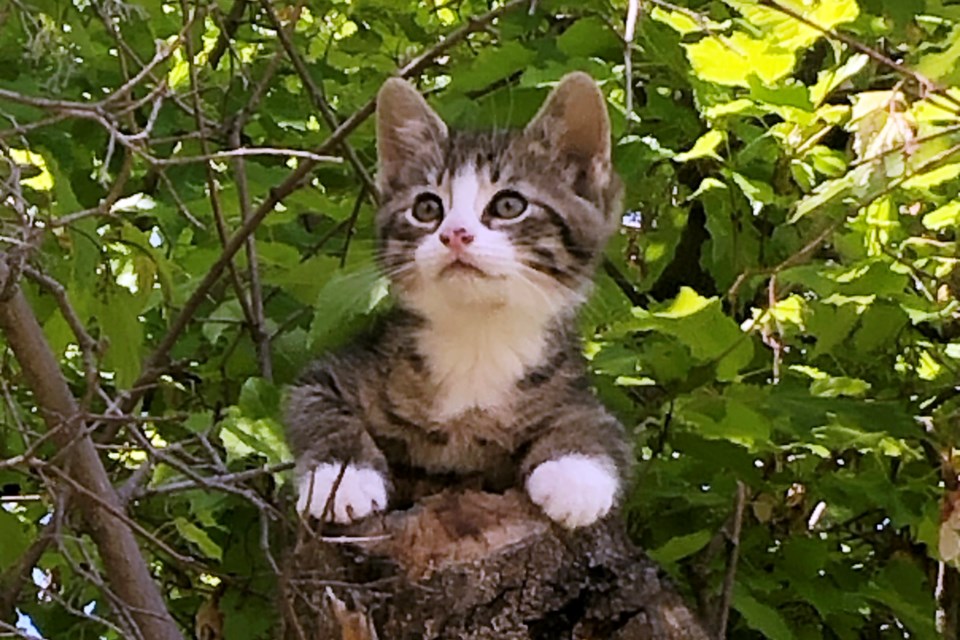 202006 Kitty in Tree_PamIlomin