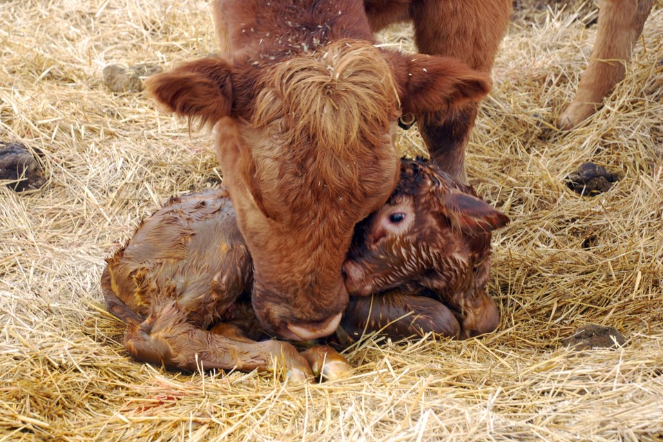 A new mother cow mothering up to her new born calf, getting it all cleaned up and ready to face the world.